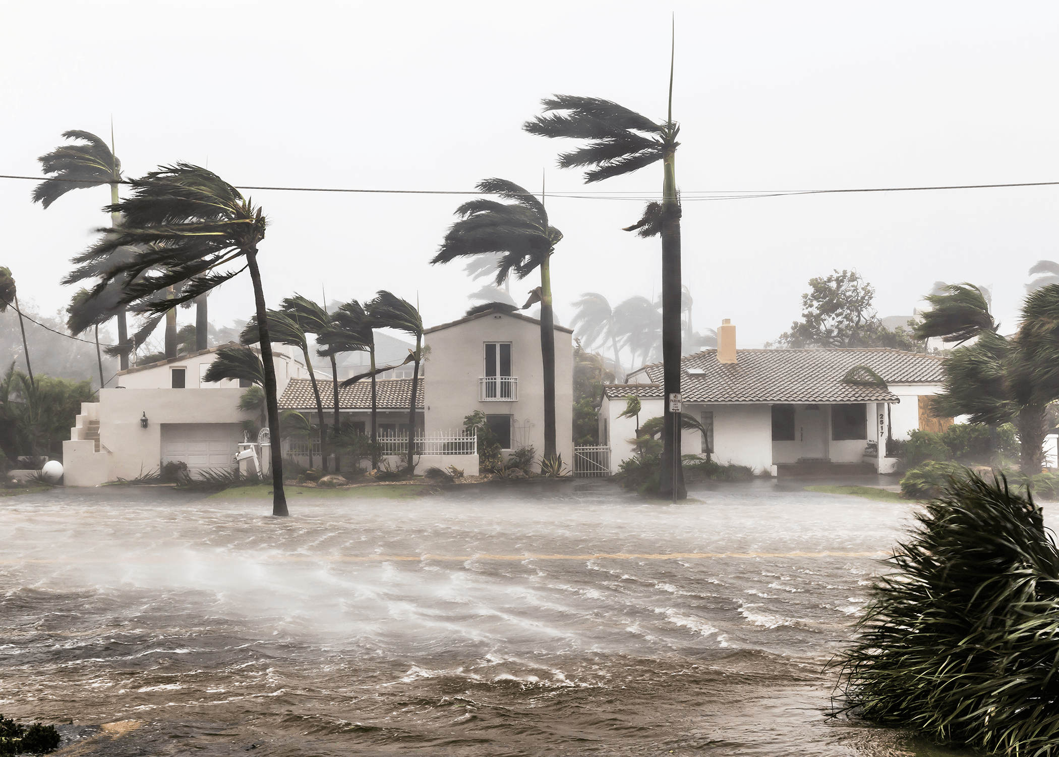 Strong winds on tree